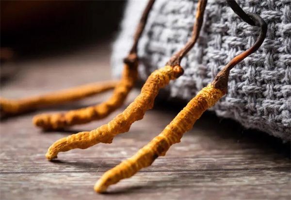 冬蟲夏草什么價格？冬蟲夏草2024價格表