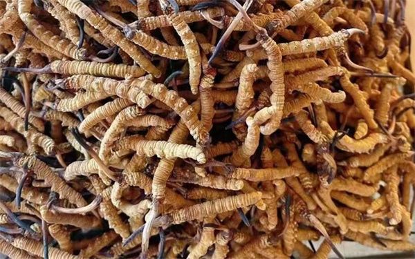 挑選優(yōu)質冬蟲夏草的5個要點 冬蟲夏草有一種特殊的天然香氣