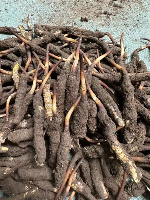 手術后能否食用冬蟲夏草？專家解答與術后康復建議