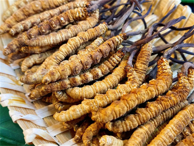 天然冬蟲夏草是怎么形成的？天然冬蟲夏草的形成過程