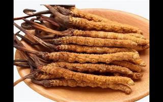 冬蟲夏草和蛹蟲草有哪些地方不一樣？冬蟲夏草和蛹蟲草6個方面的區(qū)別