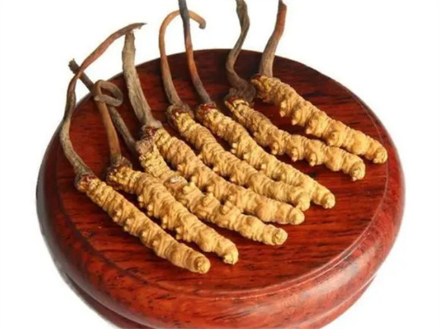 老人能吃冬蟲夏草嗎？老年人食用冬蟲夏草的4個好處