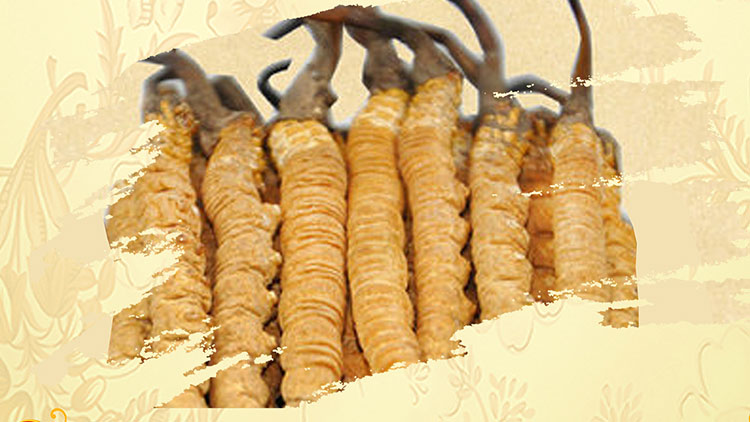 那曲蟲草買回家如何保存？這些小技巧要知道！