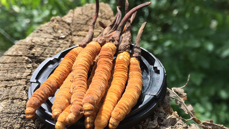 如何辨別優(yōu)質那曲蟲草？掌握這幾招，輕松避開陷阱！