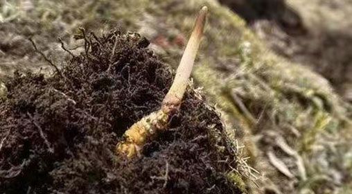  <a href=http://www.sdmkid.com/xinxian/ target=_blank class=infotextkey>鮮冬蟲夏草</a>的多樣食用方法