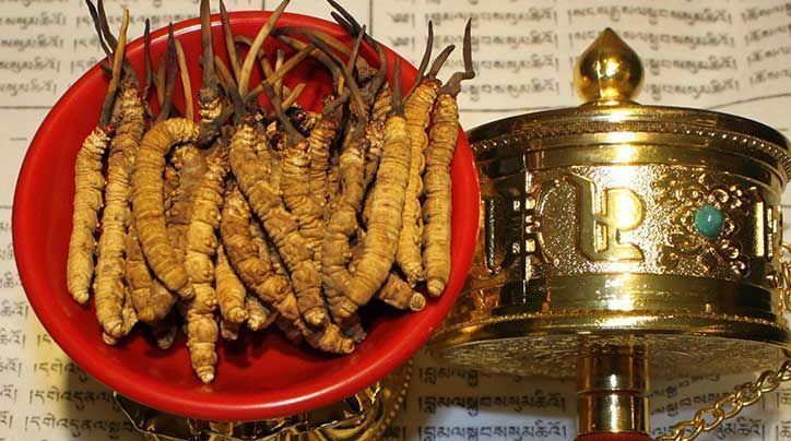 <a href=http://www.sdmkid.com/ target=_blank class=infotextkey>那曲<a href=http://www.sdmkid.com/ target=_blank class=infotextkey>冬蟲夏草</a></a>的有哪些藥用價值