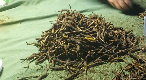 <a href=http://www.sdmkid.com/xinxian/ target=_blank class=infotextkey>鮮冬蟲夏草</a>的正確食用方法指南