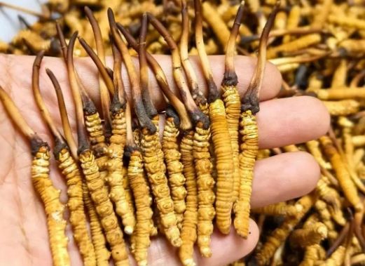 <a href=http://www.sdmkid.com/sdph/zcw/ target=_blank class=infotextkey>珍草王冬蟲夏草</a>是真的嗎？