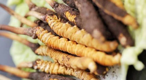 <a href=http://www.sdmkid.com/xinxian/ target=_blank class=infotextkey>鮮冬蟲夏草</a>功效與食用方法詳解