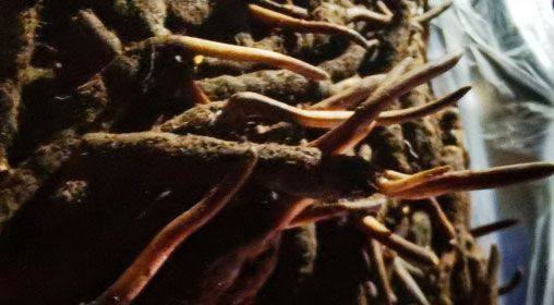 <a href=http://www.sdmkid.com/xinxian/ target=_blank class=infotextkey>新<a href=http://www.sdmkid.com/xinxian/ target=_blank class=infotextkey>鮮冬蟲夏草</a></a>的多種食用方法