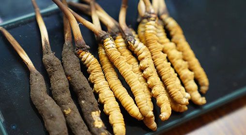 新鮮<a href=http://www.sdmkid.com/jiage/ target=_blank class=infotextkey>冬蟲夏草價格</a>查詢