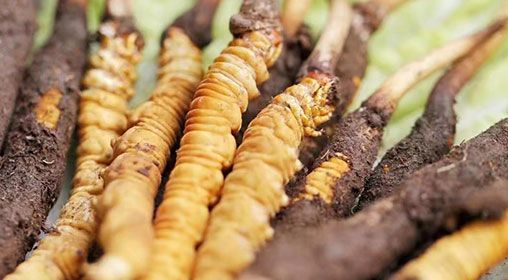 <a href=http://www.sdmkid.com/xinxian/ target=_blank class=infotextkey>新<a href=http://www.sdmkid.com/xinxian/ target=_blank class=infotextkey>鮮冬蟲夏草</a></a>怎么洗 