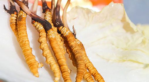 <a href=http://www.sdmkid.com/xinxian/ target=_blank class=infotextkey>新<a href=http://www.sdmkid.com/xinxian/ target=_blank class=infotextkey>鮮冬蟲夏草價格</a></a>  