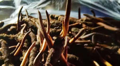 <a href=http://www.sdmkid.com/xinxian/ target=_blank class=infotextkey>新<a href=http://www.sdmkid.com/xinxian/ target=_blank class=infotextkey>鮮冬蟲夏草</a></a>營(yíng)養(yǎng)有哪些呢