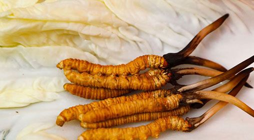 那曲雪域<a href=http://www.sdmkid.com/xinxian/ target=_blank class=infotextkey>新<a href=http://www.sdmkid.com/xinxian/ target=_blank class=infotextkey>鮮冬蟲夏草</a></a>