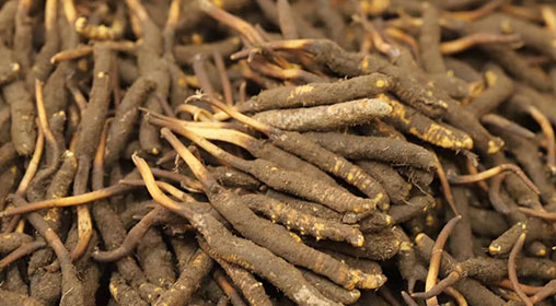 新鮮冬蟲夏草哪里買