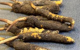 新鮮冬蟲夏草壞了：原因、識別與應(yīng)對策略