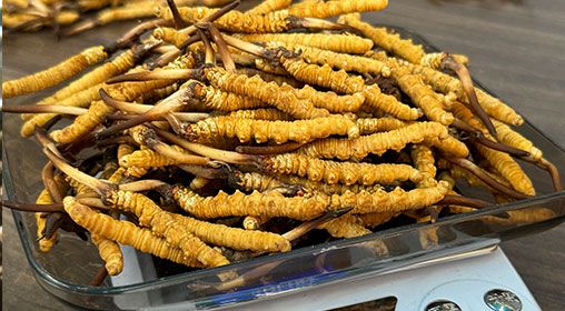 <a href=http://www.sdmkid.com/s/brxcc target=_blank class=infotextkey>比如縣冬蟲(chóng)夏草</a>新鮮度