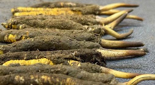 那曲<a href=http://www.sdmkid.com/xinxian/ target=_blank class=infotextkey>新<a href=http://www.sdmkid.com/xinxian/ target=_blank class=infotextkey>鮮冬蟲(chóng)夏草</a></a>采摘