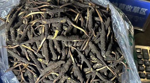 <a href=http://www.sdmkid.com/xinxian/ target=_blank class=infotextkey>新<a href=http://www.sdmkid.com/xinxian/ target=_blank class=infotextkey>鮮冬蟲夏草</a></a>出售