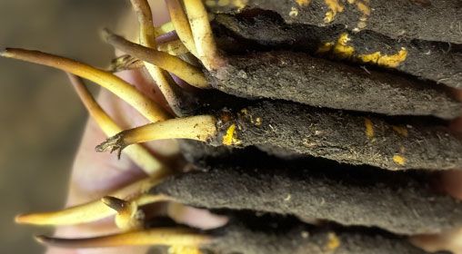 <a href=http://www.sdmkid.com/xinxian/ target=_blank class=infotextkey>新<a href=http://www.sdmkid.com/xinxian/ target=_blank class=infotextkey>鮮冬蟲夏草</a></a>晾曬 