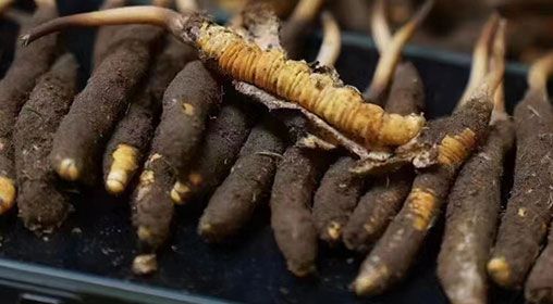 <a href=http://www.sdmkid.com/xinxian/ target=_blank class=infotextkey>新<a href=http://www.sdmkid.com/xinxian/ target=_blank class=infotextkey>鮮冬蟲夏草</a></a>發(fā)貨 