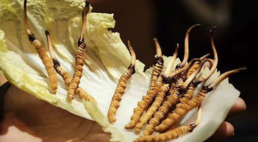 冷藏<a href=http://www.sdmkid.com/xinxian/ target=_blank class=infotextkey>新<a href=http://www.sdmkid.com/xinxian/ target=_blank class=infotextkey>鮮冬蟲(chóng)夏草</a></a>   