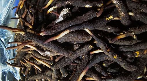 <a href=http://www.sdmkid.com/xinxian/ target=_blank class=infotextkey>新<a href=http://www.sdmkid.com/xinxian/ target=_blank class=infotextkey>鮮冬蟲夏草</a></a>產(chǎn)地