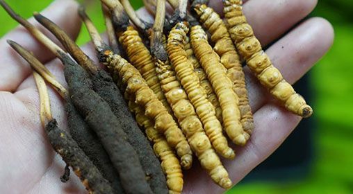 <a href=http://www.sdmkid.com/xinxian/ target=_blank class=infotextkey>新<a href=http://www.sdmkid.com/xinxian/ target=_blank class=infotextkey>鮮冬蟲夏草</a></a>服用