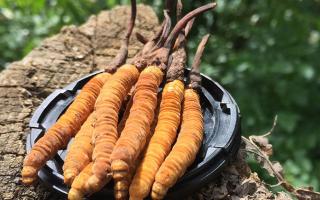 蟲(chóng)草是什么？揭秘“軟黃金”的奧秘