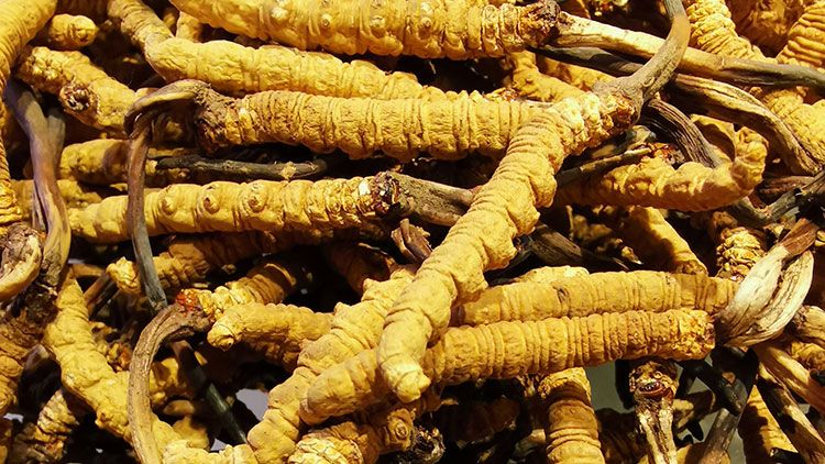 冬蟲夏草是什么味道？揭秘“軟黃金”的獨(dú)特風(fēng)味