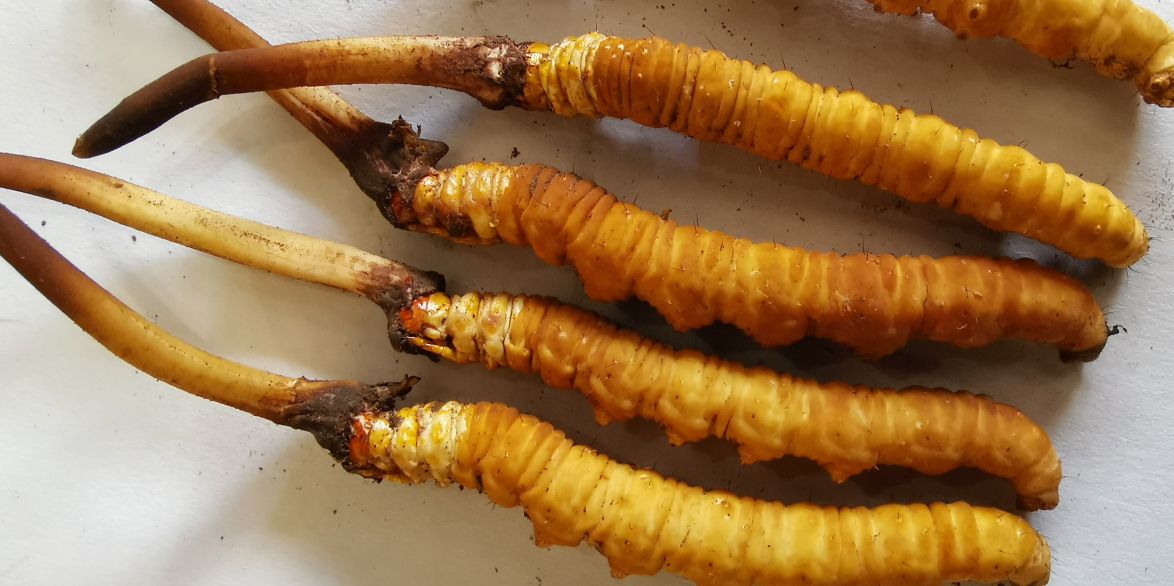 冬蟲夏草泡酒最佳配方：滋補(bǔ)養(yǎng)生，強(qiáng)身健體