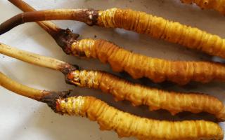 冬蟲夏草泡酒最佳配方：滋補(bǔ)養(yǎng)生，強(qiáng)身健體