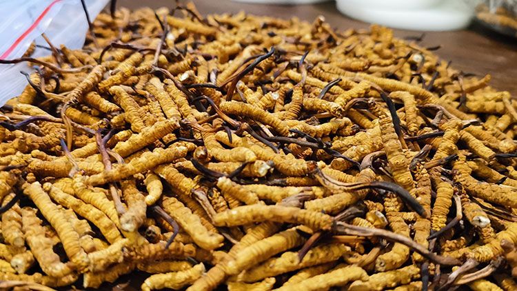 深圳<a href=http://www.sdmkid.com/zhengce/ target=_blank class=infotextkey>冬蟲夏草交易</a>市場(chǎng)：南中國(guó)蟲草貿(mào)易的黃金樞紐