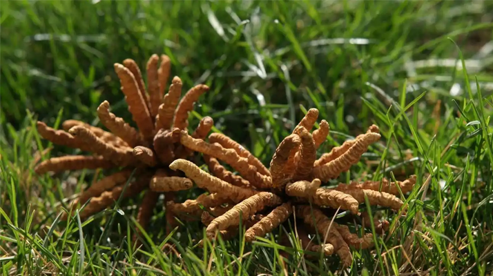 回收<a href=http://www.sdmkid.com/jiage/ target=_blank class=infotextkey>冬蟲夏草多少錢</a>