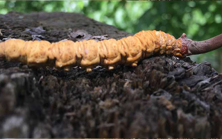 玉樹冬蟲夏草克價(jià)探秘