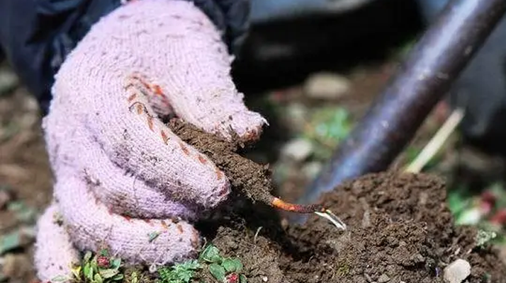 冬蟲夏草什么季節(jié)采挖