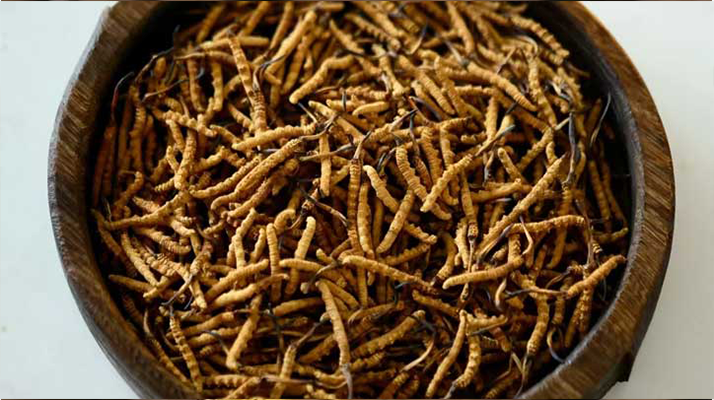 <a href=http://www.sdmkid.com/ target=_blank class=infotextkey>冬蟲夏草</a>真?zhèn)伪鎰e全攻略：五招識破 “李鬼”