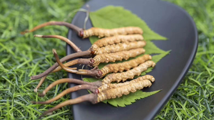 <a href=http://www.sdmkid.com/xinxian/ target=_blank class=infotextkey>鮮冬蟲夏草價格</a>揭秘：一根究竟值多少錢？