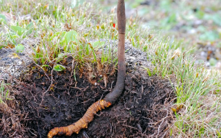 新鮮冬蟲夏草辨別指南：四招識破真?zhèn)蝺?yōu)劣