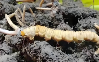冬蟲夏草鮮草與干草的差異解析：不同形態(tài)，別樣價值