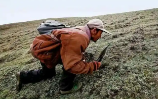 西藏冬蟲夏草最大產(chǎn)地：那曲，自然饋贈的珍寶之地