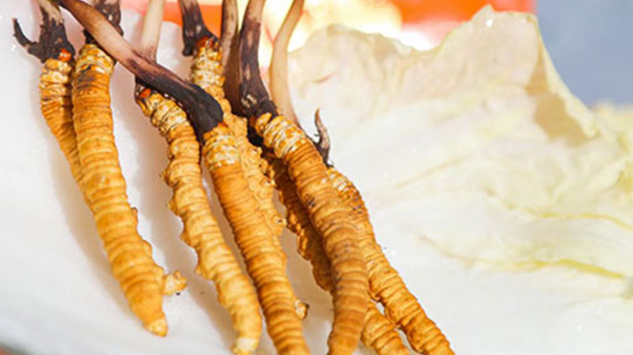 第十一屆冬蟲夏草鮮草節(jié)：傳承與發(fā)展的蟲草盛會