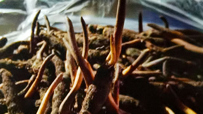 吃鮮的冬蟲夏草會上火嗎？一文說清