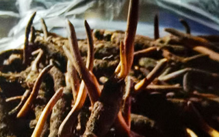 吃鮮的冬蟲夏草會上火嗎？一文說清