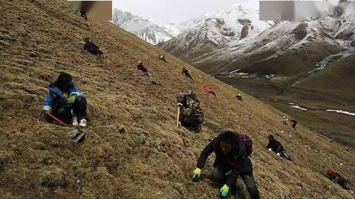 藏民與冬蟲(chóng)夏草的故事