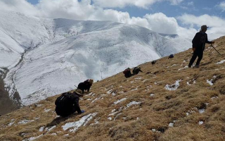 采挖新鮮冬蟲夏草合法嗎？