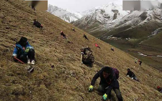 藏民與冬蟲(chóng)夏草的故事