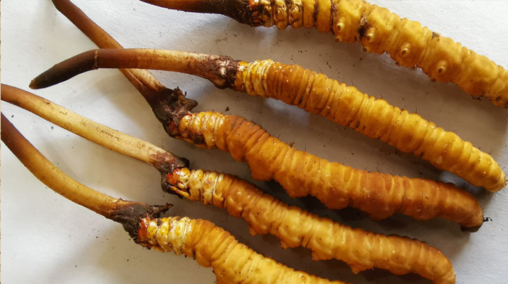 冰鮮<a href=http://www.sdmkid.com/jiage/ target=_blank class=infotextkey>冬蟲夏草價格</a>探秘：價值與市場因素的深度剖析