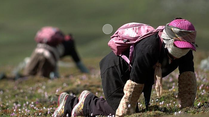 西藏<a href=http://www.sdmkid.com/xinxian/ target=_blank class=infotextkey>新<a href=http://www.sdmkid.com/xinxian/ target=_blank class=infotextkey>鮮冬蟲夏草</a></a>：雪域高原的神奇饋贈